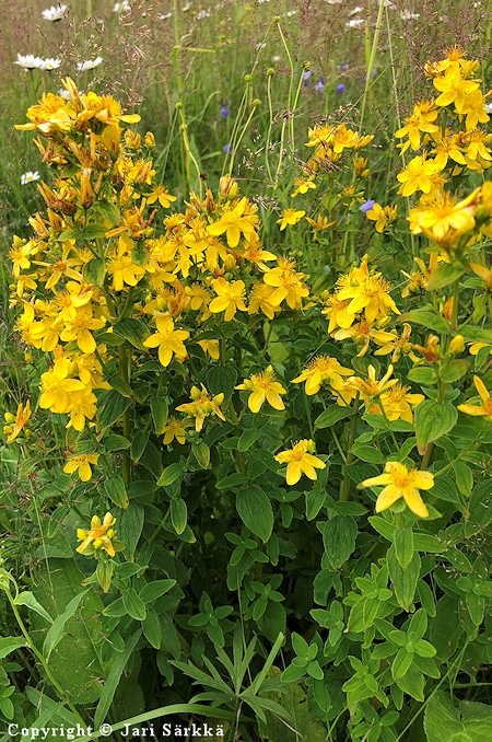 Hypericum maculatum, särmäkuisma